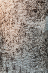 Tree bark side the river.(Soft focus.)