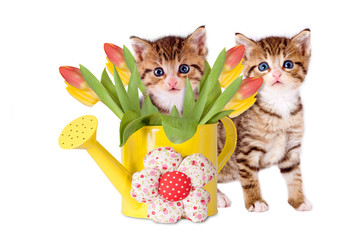 junge Kätzchen mit gelber Gießkanne und Tulpen