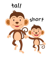 Opposite words tall and short vector