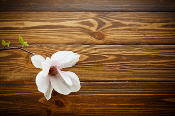 Fototapeta na wymiar beautiful magnolia flower