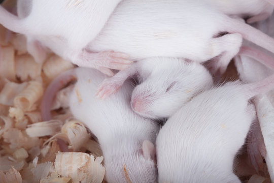 Close-up of sleeping white rats