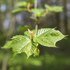 Молодые листья