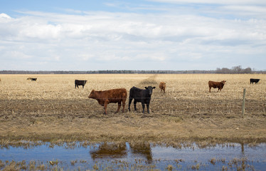 Obraz premium Brown and black cows grazing in a mowed corn field in a spring countryside landscape