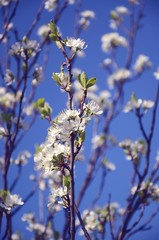 Branches with white flowers against the sky