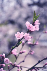 Flowering branch of plum with leaf