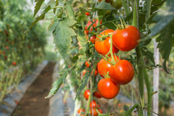 Tomato plantation - 109617371