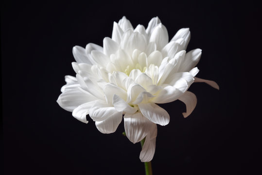 Fototapeta Open white chrysanthemum on black background. Studio lights and
