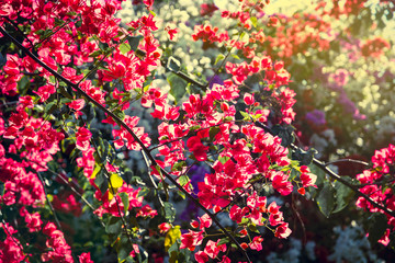 Pink small flowers on a green background