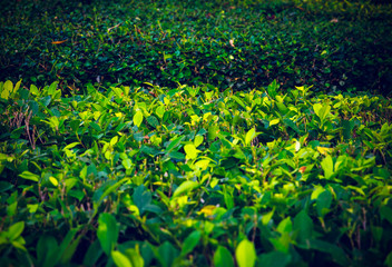 Green Summer Grass Close-Up. Green Spring Background