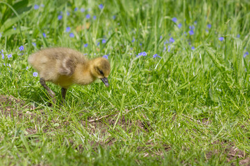 baby duck