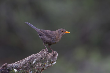 Common blackbird (Tordus Merula), Andalucia, Spain