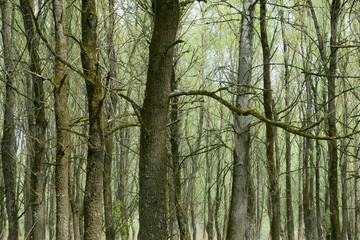 Obraz premium Bäume