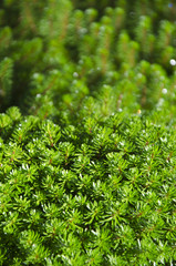 Hydrilla verticillata
