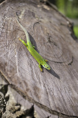 Green lizard - Green lizard with a long tail standing on a piece of wood