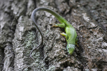 Green lizard - Green lizard with a long tail standing on a piece of wood