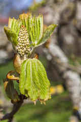 Chestnut leaves in springtime