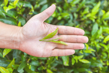 hand holding a piece of green tea leaf