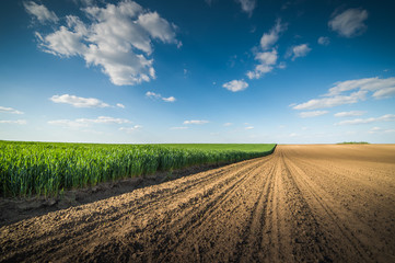 young wheat field