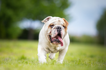 English Bulldog in garden dog portrait