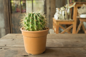 Small plant and many cactus and desert flora in flower pot on wooden table in garden in warm tone/Small plant in flower pot in warm tone