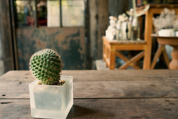 Small plant and many cactus and desert flora in glass flower pot on wooden table in garden in warm tone/Small plant in flower pot in warm tone