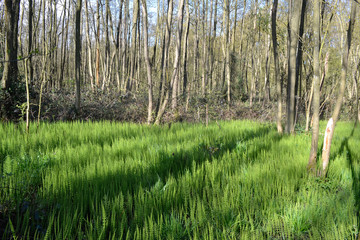 Forest with Horsetail.