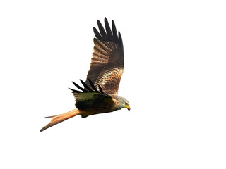 Red kite (Milvus milvus)