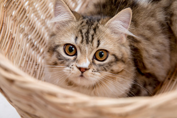 Fototapeta na wymiar Lovely tabby persian cat playing in the basket