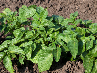 Obraz premium Potato Plant