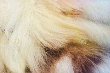 Closeup of animal fur