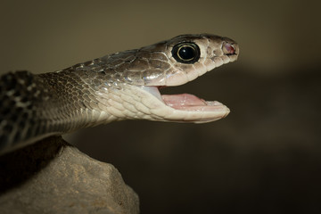 Snake's head