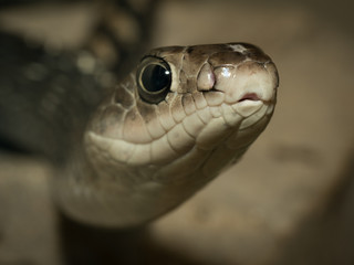 Snake's head