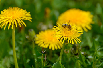 Bee and dandelion