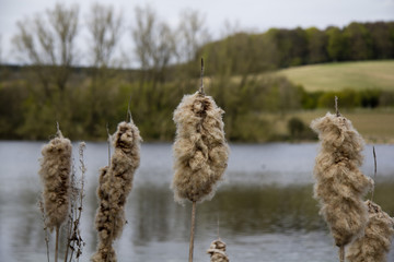 River Misbourne in the Chilterns, Engalnd