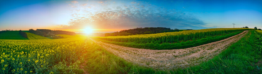  Panorama landscape rapeseed canola field in morning