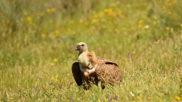 Vulture griffon in the pasture.