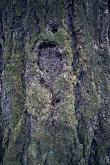 Tree bark texture. Tree trunk. Old wooden background. Detail of trunk. Natural rustical scene. Detail of rind, wooden rough crust. Abstract photo texture. Monumental tree and its trunk with moss