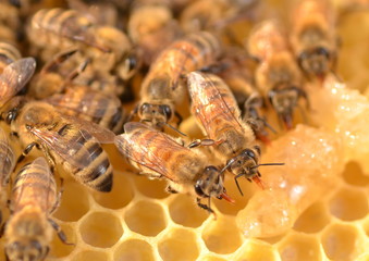 zbliżenie pszczół na plastrze miodu