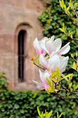 Zartrosa Magnolienblüte vor altem Rundbogenfenster