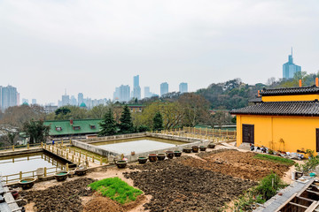 Temple garden in the city