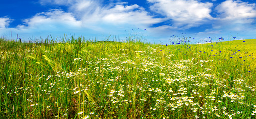 Summer landscape with flower meadof and clouds.