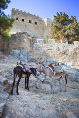 Donkeys in Lindos on the Rhodos island, Greece.