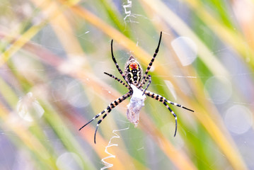 Spider wraping a prey
