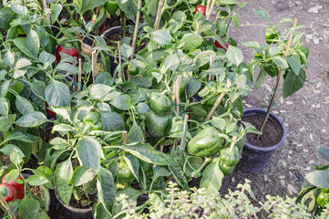 Red and green capsicum plants