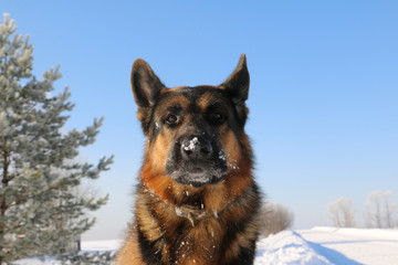 German shepherd dog is guarding an important object