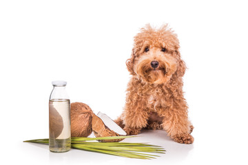 Coconut oil and fats are good and natural ticks and fleas repellent for pets like dogs due to presence of lauric acid.