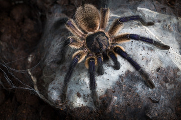 Tarantula Monocentropus Balfouri
