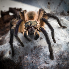 Tarantula Monocentropus Balfouri