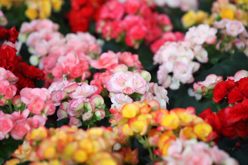 colorful begonia flower