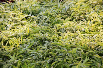 tropical foliage background.